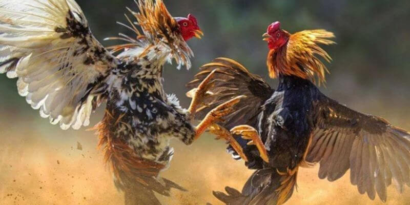 Giải thích các từ viết tắt riêng biệt của nhà cái