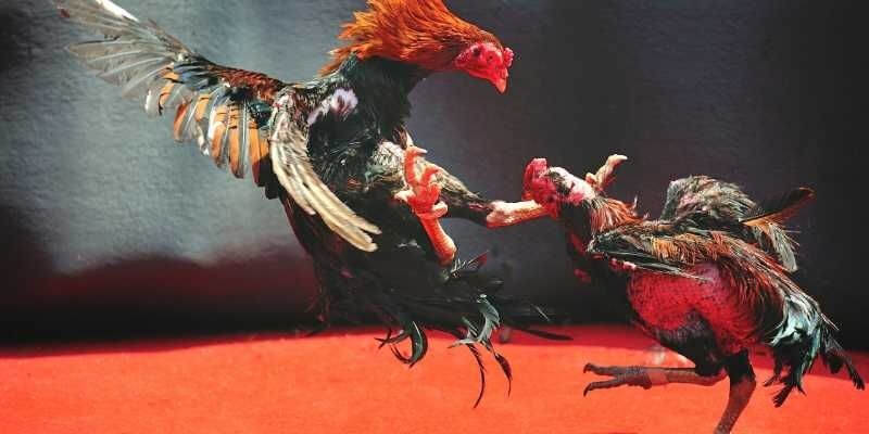 Làm quen với ý nghĩa của những thể loại nổi bật